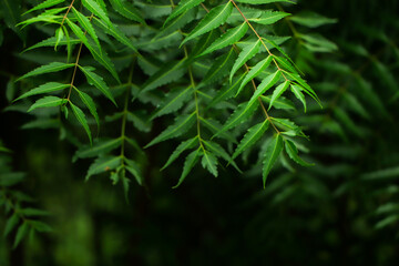 New top leaf of neem plant