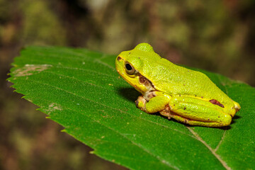 葉の上で休むアマガエル