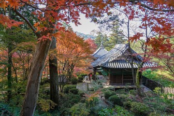Fototapeta premium 高台から見下ろすカラフルな紅葉に囲まれたお寺の情景