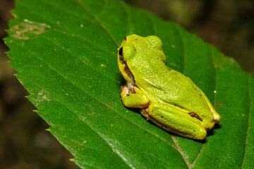 葉の上で休むアマガエル