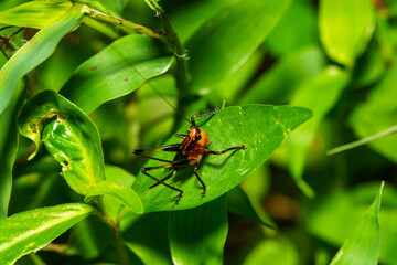 Fototapeta premium 葉にとまるバッタの幼虫