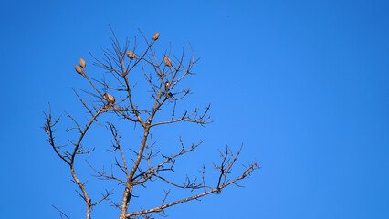 Cottonwood tree. This tree produces cotton as raw material for cotton. Blue sky background. Focus selected