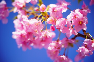 Sakura Cherry blossoms