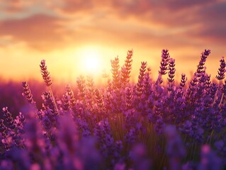 Lavender Field Sunset - Beautiful Purple Flowers in a Golden Sky - Realistic Image