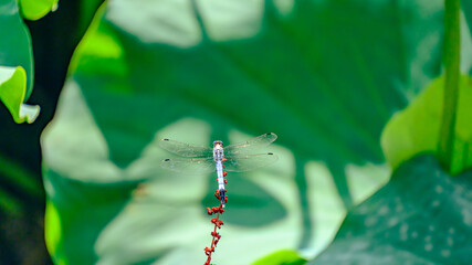 枝にとまるトンボ