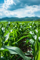 A business organization focused on agricultural innovation. Agronomists and researchers develop advanced farming techniques and sustainable practices to improve crop yields and food security.