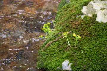 【新城】渓流の岩に咲いた春の花
