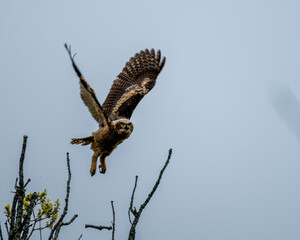 Great horned owlet flying