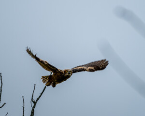 Great horned owlet flying