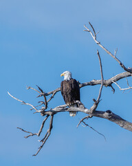 bald eagle perched on dead tree