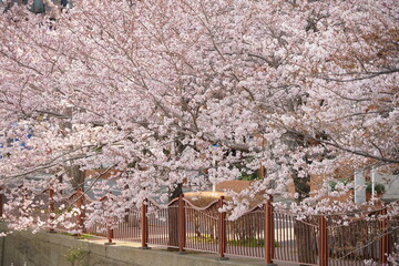 Sakura Cherry blossoms