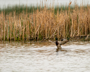 duck spreading wings