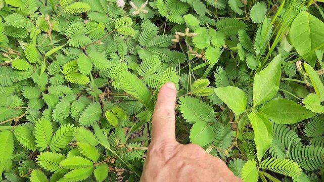 Close up of man's hand touch mimosa pudica. The sensitive compound leaves quickly fold inward and droop when touched.