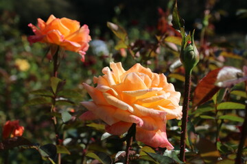 秋の薔薇。アリゾナ。