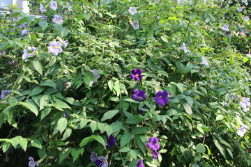 熱帯の植物。フェアリー・ムーン。