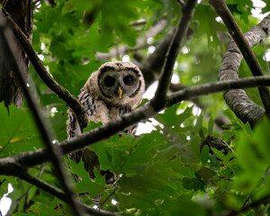 Barred owlet