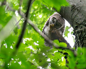 Barred Owlet cleaning talon