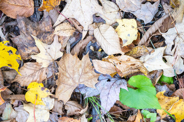 autumn leaves on the ground