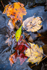 autumn leaves in water