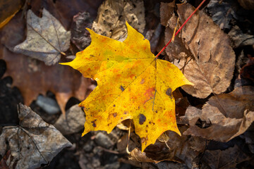 yellow leaf on ground