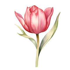 Exquisite Vintage Watercolor Painting of a Delicate Pink Tulip Flower on White Background