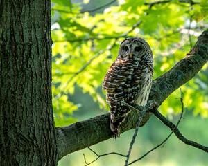 Barred owl portrait