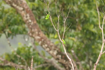Great hanging parrot or Sulawesi hanging parrot (Loriculus stigmatus) is a species of parrot in the family Psittaculidae. It is endemic to Sulawesi and nearby smaller islands in Indonesia.