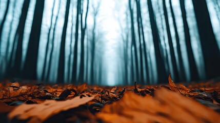 A misty forest scene with trees and fallen leaves, evoking a sense of tranquility and connection to nature.
