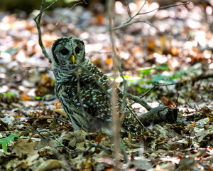 Young barred owl