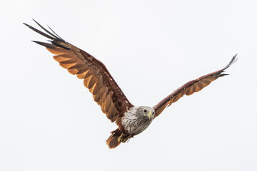 Brahminy Kite in flight. The Brahminy kite (Haliastur indus) is a medium-sized bird of prey found mainly on the coast and in inland wetlands.