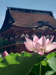 Pink lotus flower @temple,shrine / ハスの花、清浄なる花が咲く@神社・仏閣の境内，蓮池