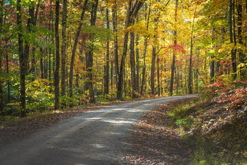 road through autumn leaves