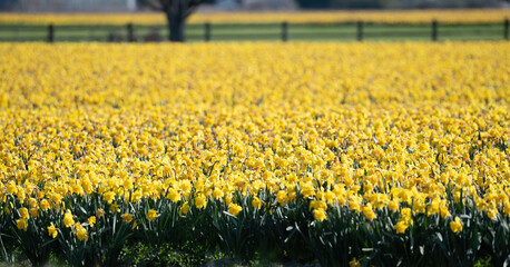 Obraz premium Yellow Daffodil Field