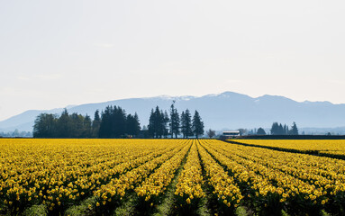 Field of Yellow Daffodil Flowers with Mountains