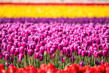 Field of Bright Blooming Tulips