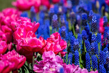 Purple and Pink Flower Garden