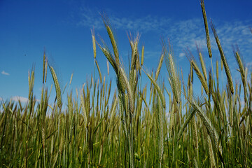 Obraz premium Worm's eye view on in field with rye against blue sky in summer.