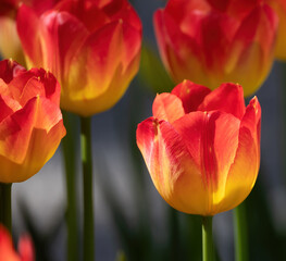 Orange, Red and Yellow Tulips Close Up