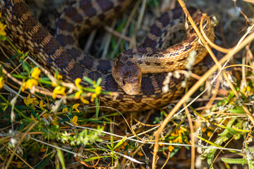 Close-up of Pacific gopher snake (Pituophis catenifer catenifer)