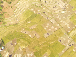 Fototapeta premium Panoramic Landscape vast harvested Rice field patch in Cikancung, West Java - Indonesia. Agricultural Industry. Graphic Resources. Natural beauty. Wallpapers Backgrounds. Aerial Photography.