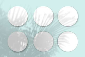 Natural light casts shadows from the plant on 6 round sheets of white textured paper lying on a blue textured background. Mockup