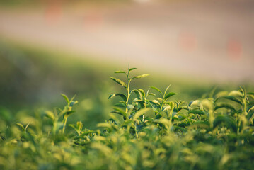 Green tea tree leaves field young tender bud herbal Green tea tree in camellia sinensis organic farm. Close up Fresh Tree tea plantations mountain green nature in herbal farm plant background morning