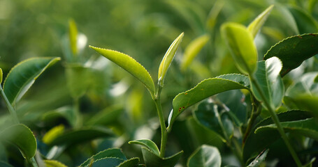 Green tea tree fresh leaves in eco herbal farm. Tree tea plantations in morning sun light. Freshness herbal natural garden farmland. Drinking organic relax heath plant. Green tea tree in farm