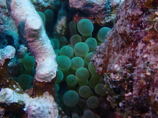 coral reef in the sea 