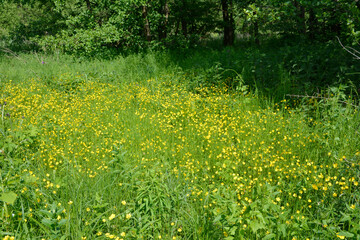 Yellow flower on a green background, meadow buttercup - ranunculus acris