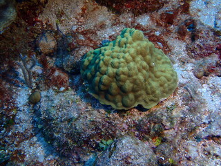 coral reef in the sea 