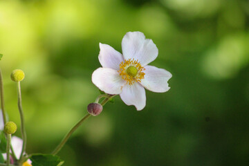 pink and white flowers