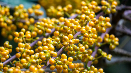 Heptapleurum arboricola (Schefflera arboricola, dwarf umbrella tree, ezhang tang, goose-sole vine, Schefflera arboricolum). The fruits are inedible to humans, but may be consumed birds, parrots etc
