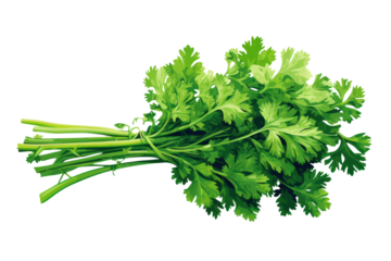 Fresh green parsley rendered in a retro and colorful style.