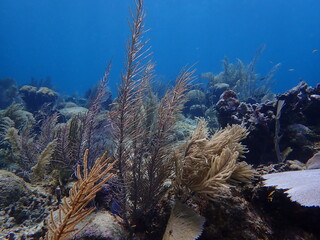 coral reef in the sea 